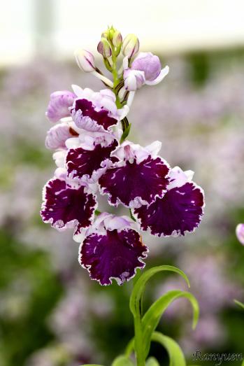 アワチドリ・夢ちどり 蘭裕園 Ranyuen