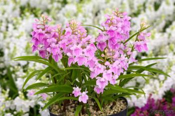 アワチドリ・夢ちどり 蘭裕園 Ranyuen