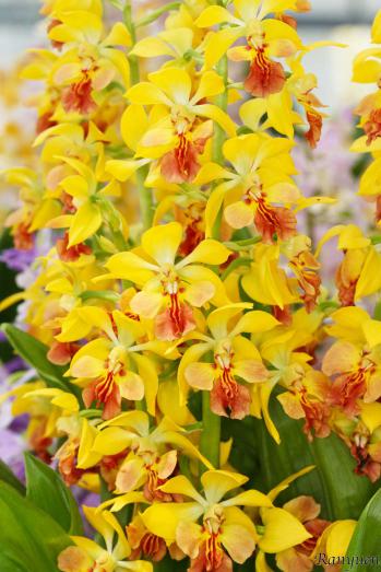 エビネ 蘭裕園 Ranyuen