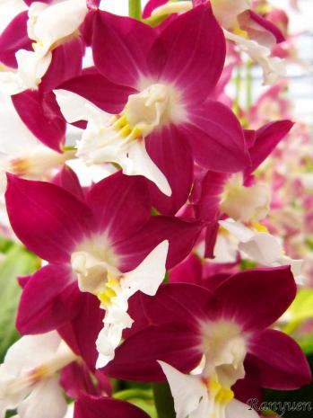 エビネ 蘭裕園 Ranyuen