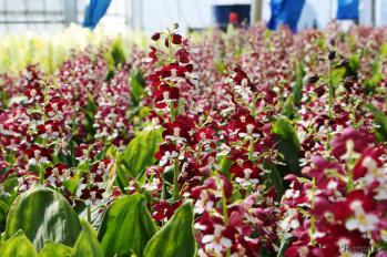 エビネ 蘭裕園 Ranyuen