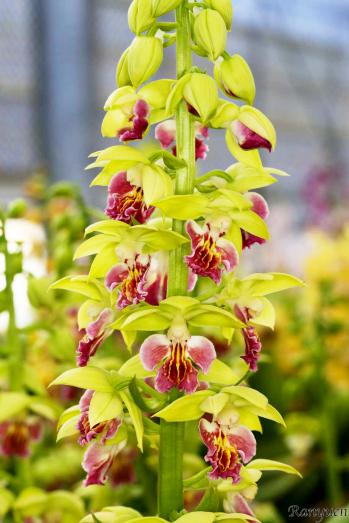 エビネ 蘭裕園 Ranyuen