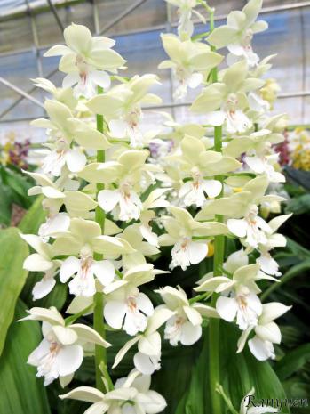 エビネ 蘭裕園 Ranyuen