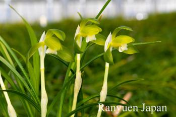 春蘭 蘭裕園 Ranyuen