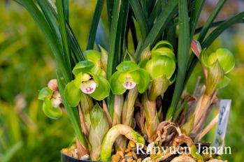 春蘭 蘭裕園 Ranyuen