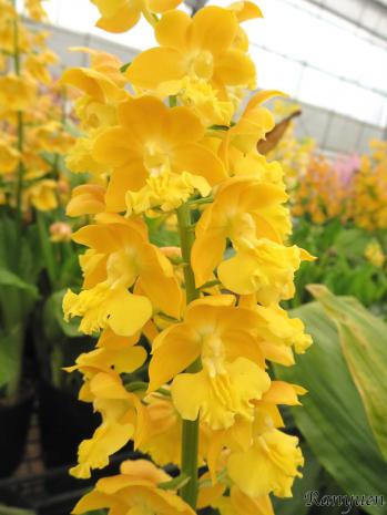 エビネ 蘭裕園 Ranyuen