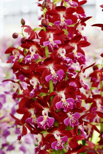 エビネ 蘭裕園 Ranyuen