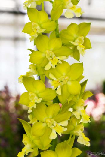 エビネ 蘭裕園 Ranyuen