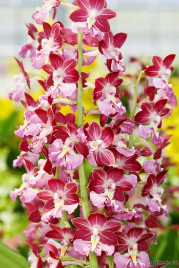 エビネ 蘭裕園 Ranyuen