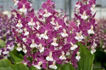 エビネ 蘭裕園 Ranyuen