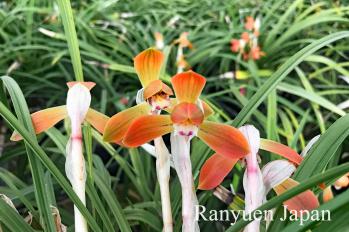 春蘭 蘭裕園 Ranyuen