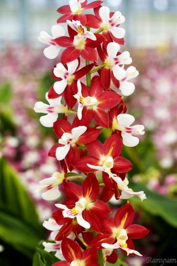 エビネ 蘭裕園 Ranyuen