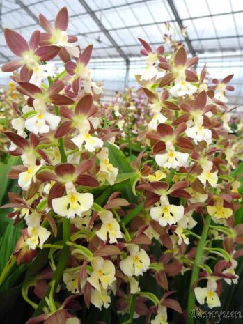 エビネ 蘭裕園 Ranyuen