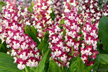 エビネ 蘭裕園 Ranyuen