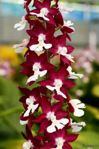 エビネ 蘭裕園 Ranyuen