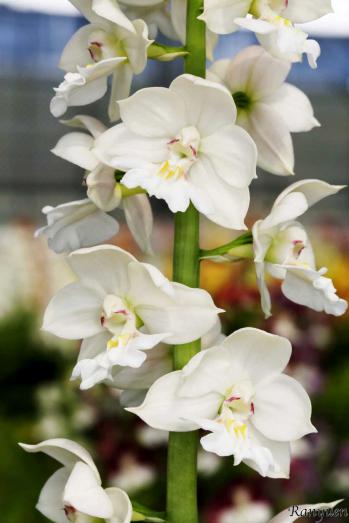 エビネ 蘭裕園 Ranyuen