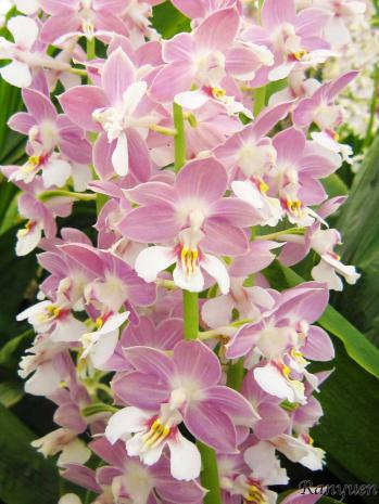 エビネ 蘭裕園 Ranyuen