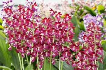 エビネ 蘭裕園 Ranyuen