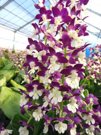 エビネ 蘭裕園 Ranyuen