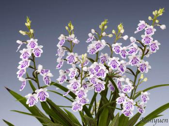 アワチドリ・夢ちどり 蘭裕園 Ranyuen