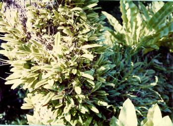 オガサワラシコウラン 蘭裕園 Ranyuen