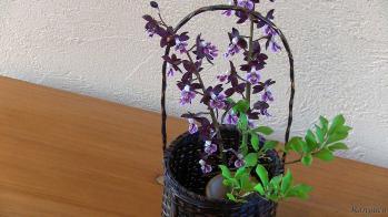 蘭裕園スタイル 蘭裕園 Ranyuen