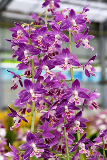 エビネ 蘭裕園 Ranyuen