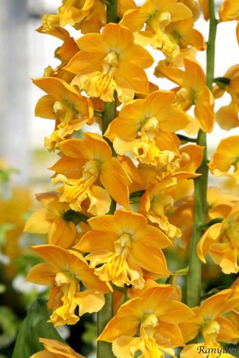 エビネ 蘭裕園 Ranyuen