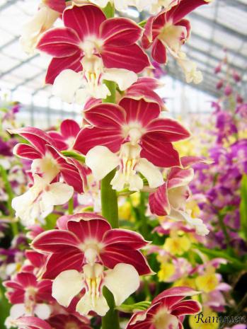 エビネ 蘭裕園 Ranyuen