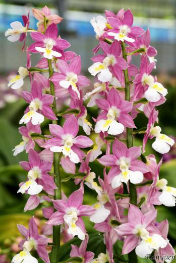 エビネ 蘭裕園 Ranyuen