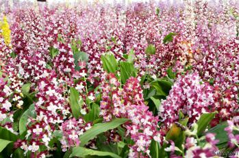 エビネ 蘭裕園 Ranyuen