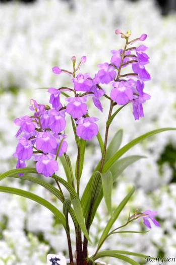 アワチドリ・夢ちどり 蘭裕園 Ranyuen