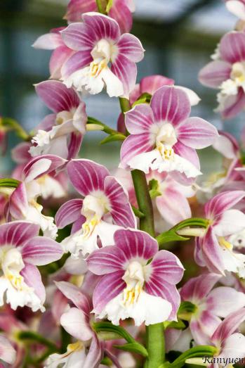 エビネ 蘭裕園 Ranyuen