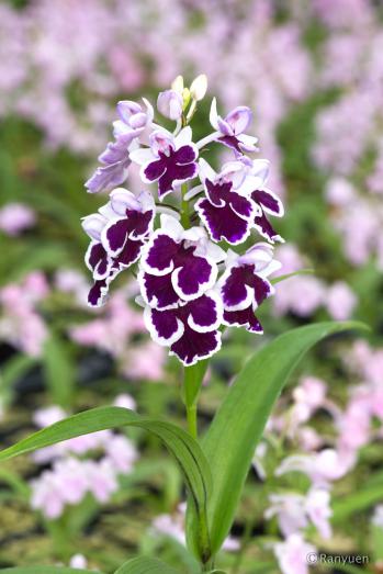 アワチドリ・夢ちどり 蘭裕園 Ranyuen