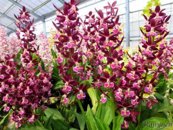 エビネ 蘭裕園 Ranyuen