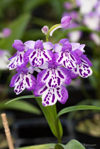 アワチドリ・夢ちどり 蘭裕園 Ranyuen