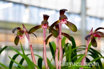 春蘭 蘭裕園 Ranyuen