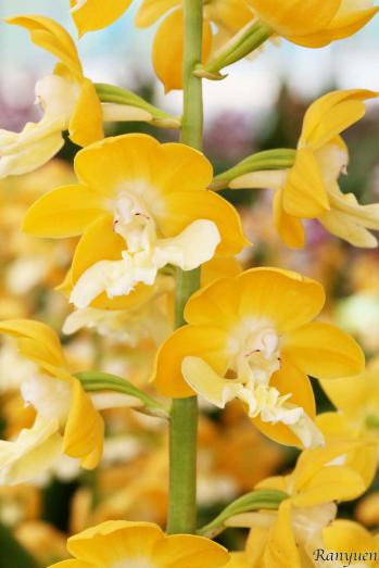 エビネ 蘭裕園 Ranyuen