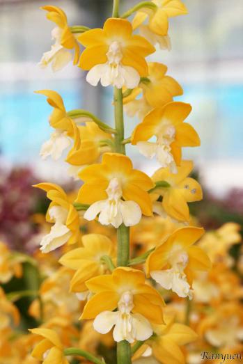 エビネ 蘭裕園 Ranyuen