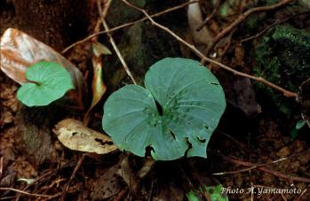 ヤエヤマヒトツバラン 蘭裕園 Ranyuen