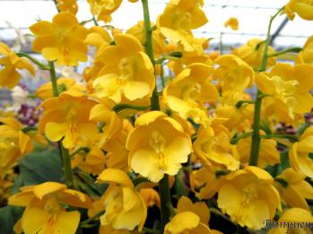 エビネ 蘭裕園 Ranyuen