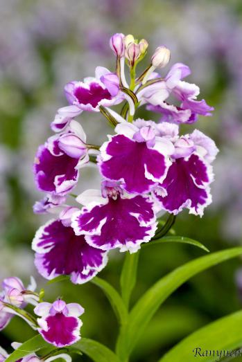 アワチドリ・夢ちどり 蘭裕園 Ranyuen