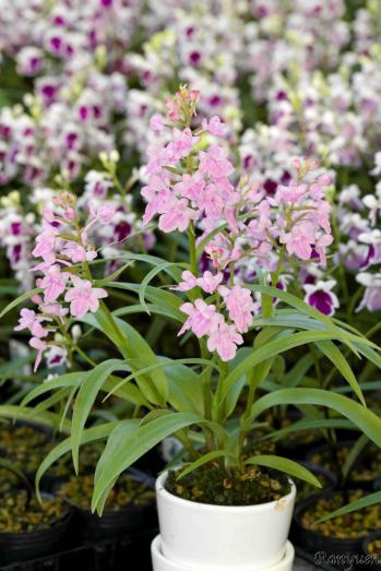 アワチドリ・夢ちどり 蘭裕園 Ranyuen