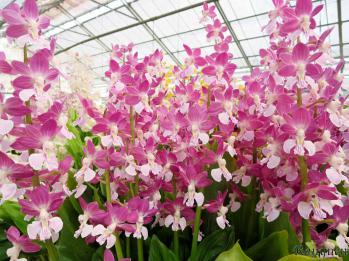 エビネ 蘭裕園 Ranyuen