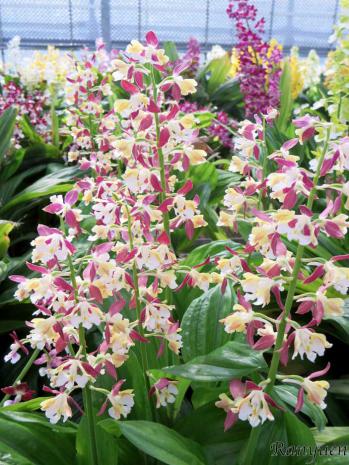 エビネ 蘭裕園 Ranyuen