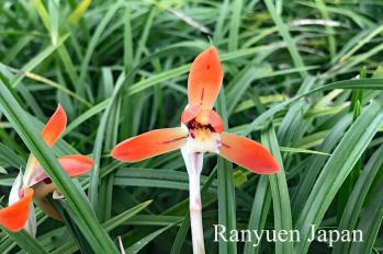 春蘭 蘭裕園 Ranyuen