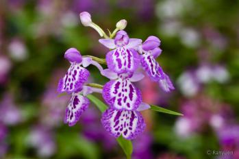 アワチドリ・夢ちどり 蘭裕園 Ranyuen