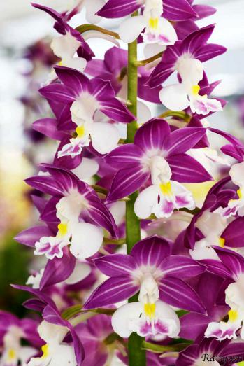 エビネ 蘭裕園 Ranyuen