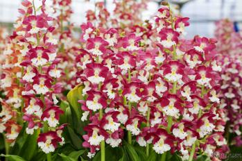 エビネ 蘭裕園 Ranyuen