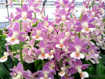 エビネ 蘭裕園 Ranyuen